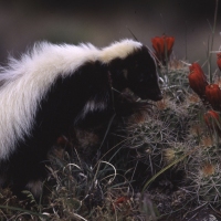 Skunk Medicine - Respect and the Boundaries of Freedom