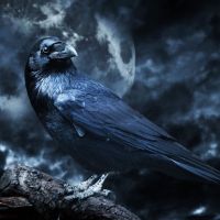 Irrelevance and the Transformative Power of Raven Medicine