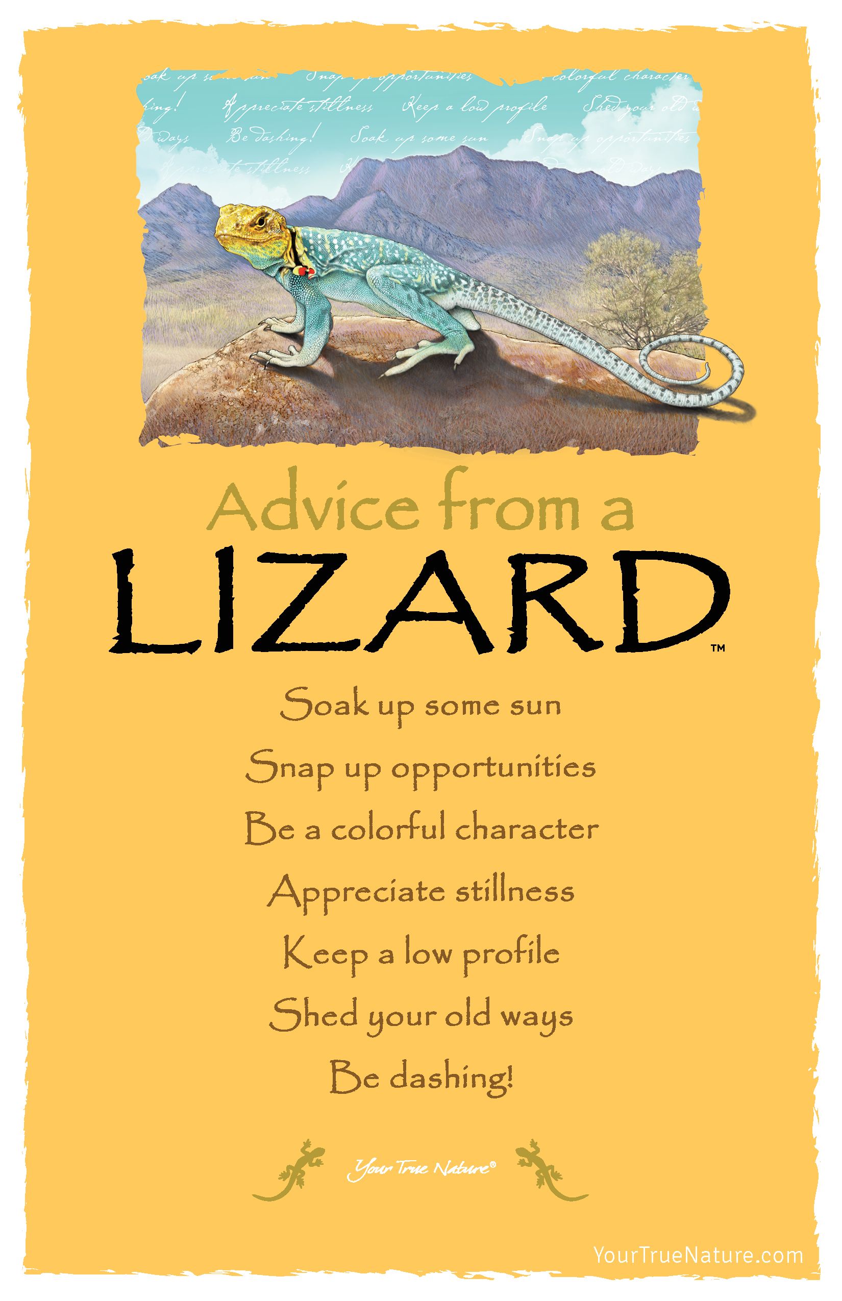 Lizard Advice