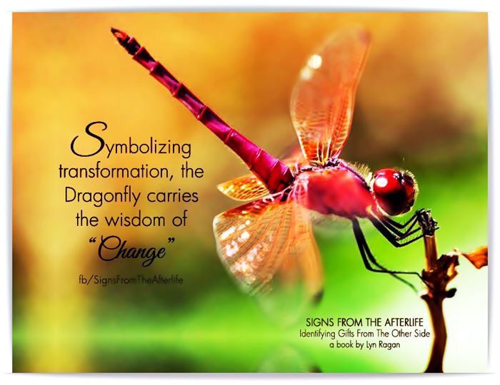 Dragonfly Change